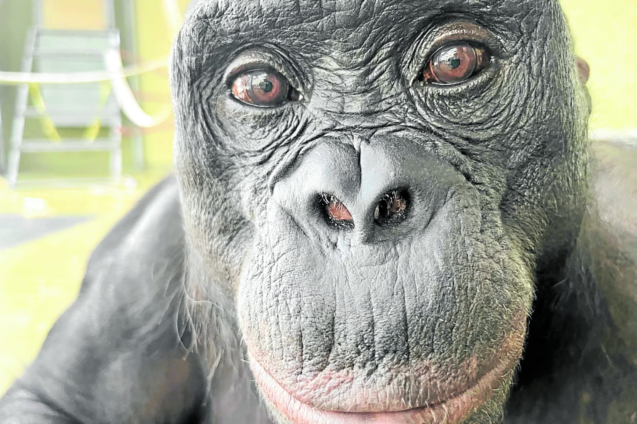 Can apes play pretend? Lab holds ‘tea party’ to test