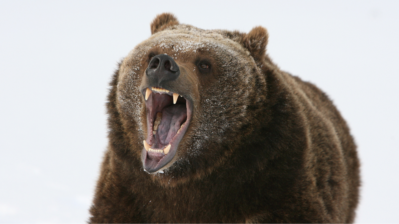 Alaska’s grizzlies record their lives thru collar cams