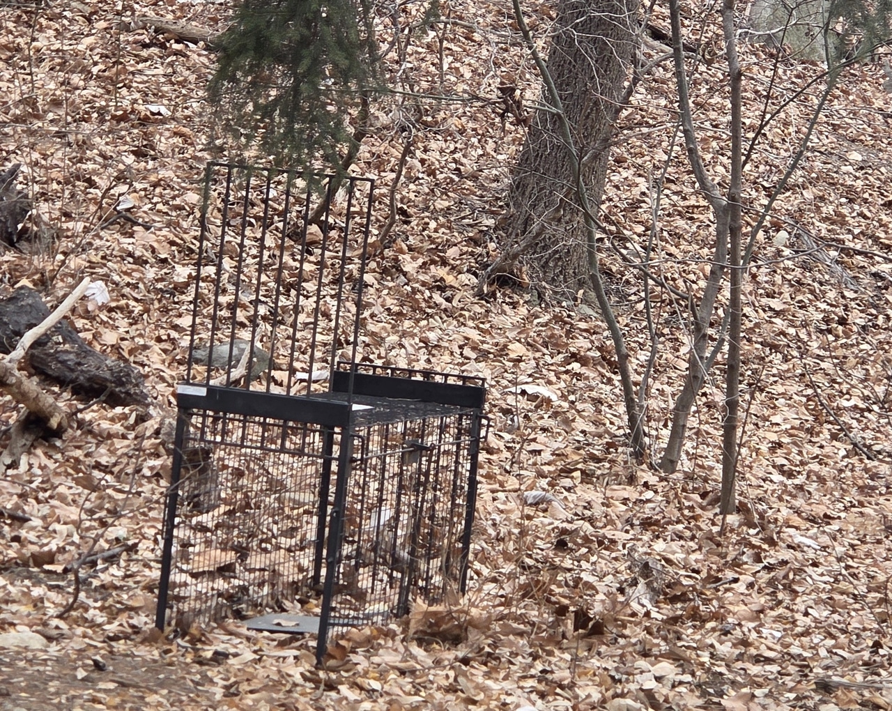 How do dogs end up living in Korea’s mountains?
