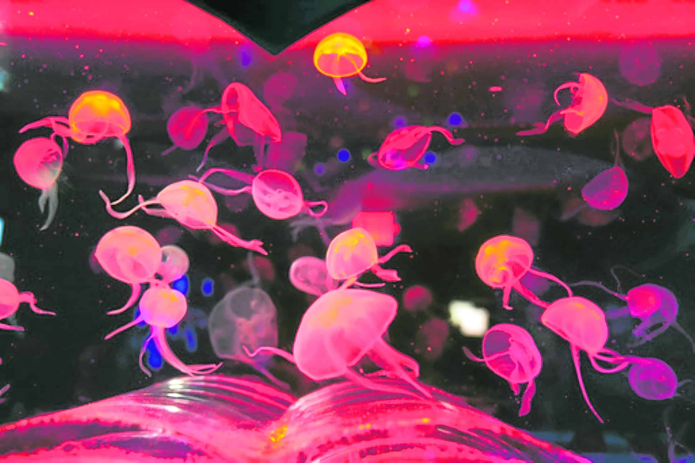 Mesmerizing: Jellyfish take center stage in museum