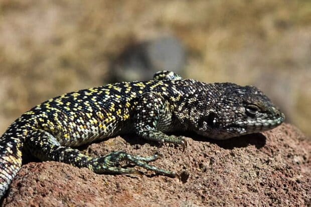 Peru scientists identify new Andean lizard species