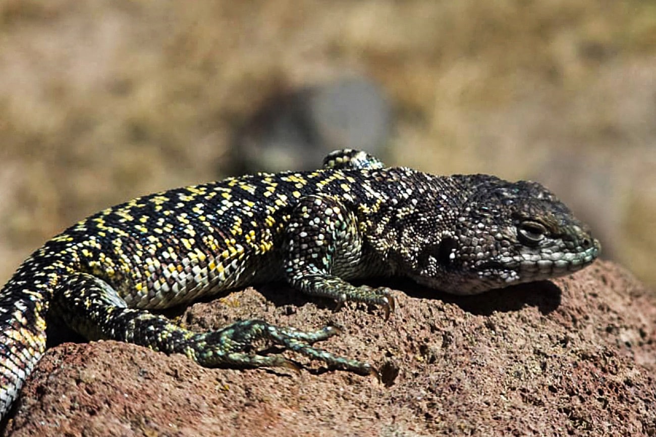 Handout undated picture released on October 3, 2026 by the UNMSM Natural History Museum in Lima, showing the newly discovered Andean lizard (Liolaemus archipensis), found in the high Andean puna, above 4,800 meters in altitude in the southern Andean region of Arequipa, Peru. (Photo by Handout / UNMSM Natural History Museum / AFP) / RESTRICTED TO EDITORIAL USE - MANDATORY CREDIT "AFP PHOTO / UNMSM NATURAL HISTORY MUSEUM" - HANDOUT - NO MARKETING NO ADVERTISING CAMPAIGNS - DISTRIBUTED AS A SERVICE TO CLIENTS
