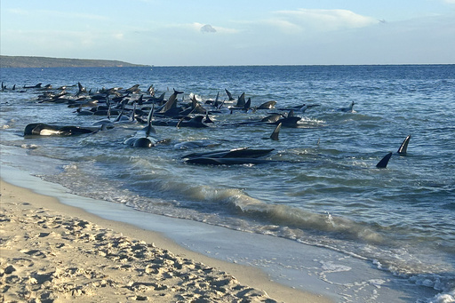 Over 100 pilot whales beached on Australian coast rescued