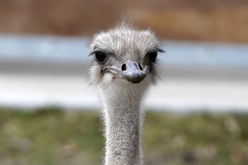 Ostrich at Kansas zoo dies after swallowing staff member's keys