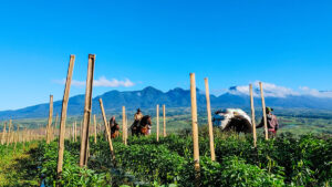 Farmers in Talakag, Bukidnon, use horses to transport produce from their farms, as Mt. Kitanglad, a national park, looms in the distance in this November 2023 photo. The cool climate and sweeping landscape of Talakag make it one of the favorite destinations for agritourism in Northern Mindanao.